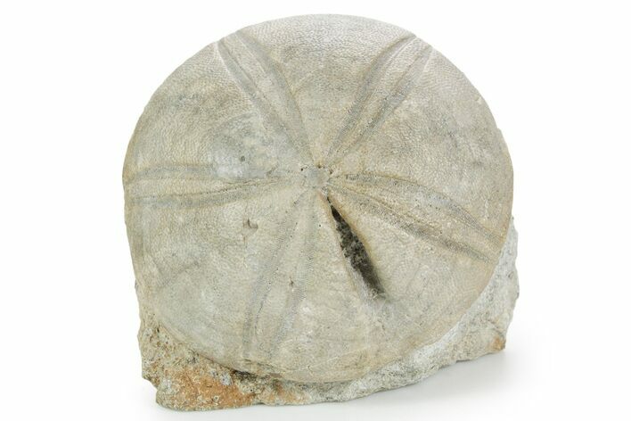Jurassic Sea Urchin (Clypeus) Fossil - England #353866